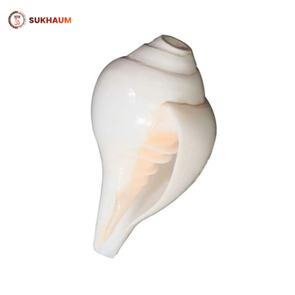 Shankha (Conch Shell) – Natural Blowing Shankh