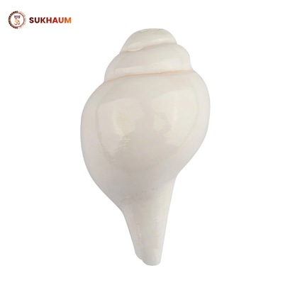 Shankha (Conch Shell) – Natural Blowing Shankh